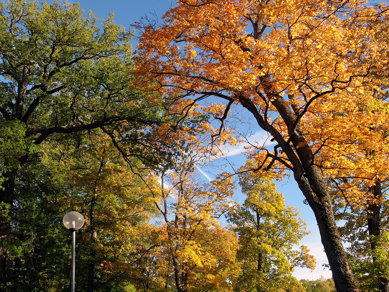 autumn leaves tree yellow leaves free photo