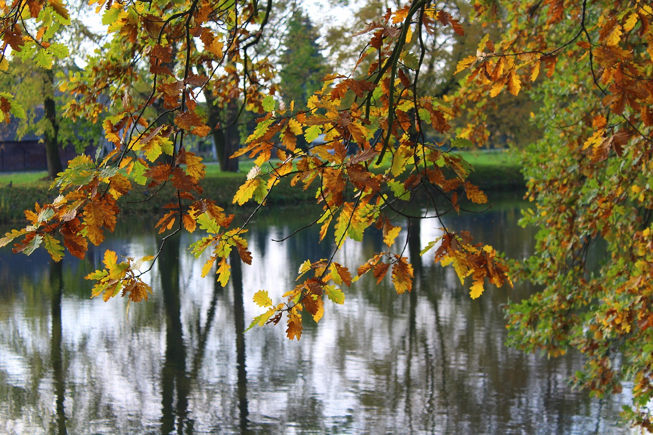 autumn leaves water colorful free photo