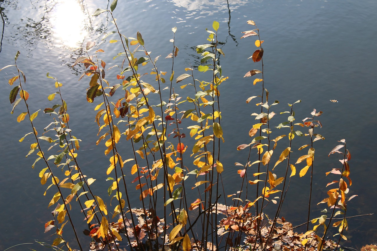 autumn leaves water nature free photo