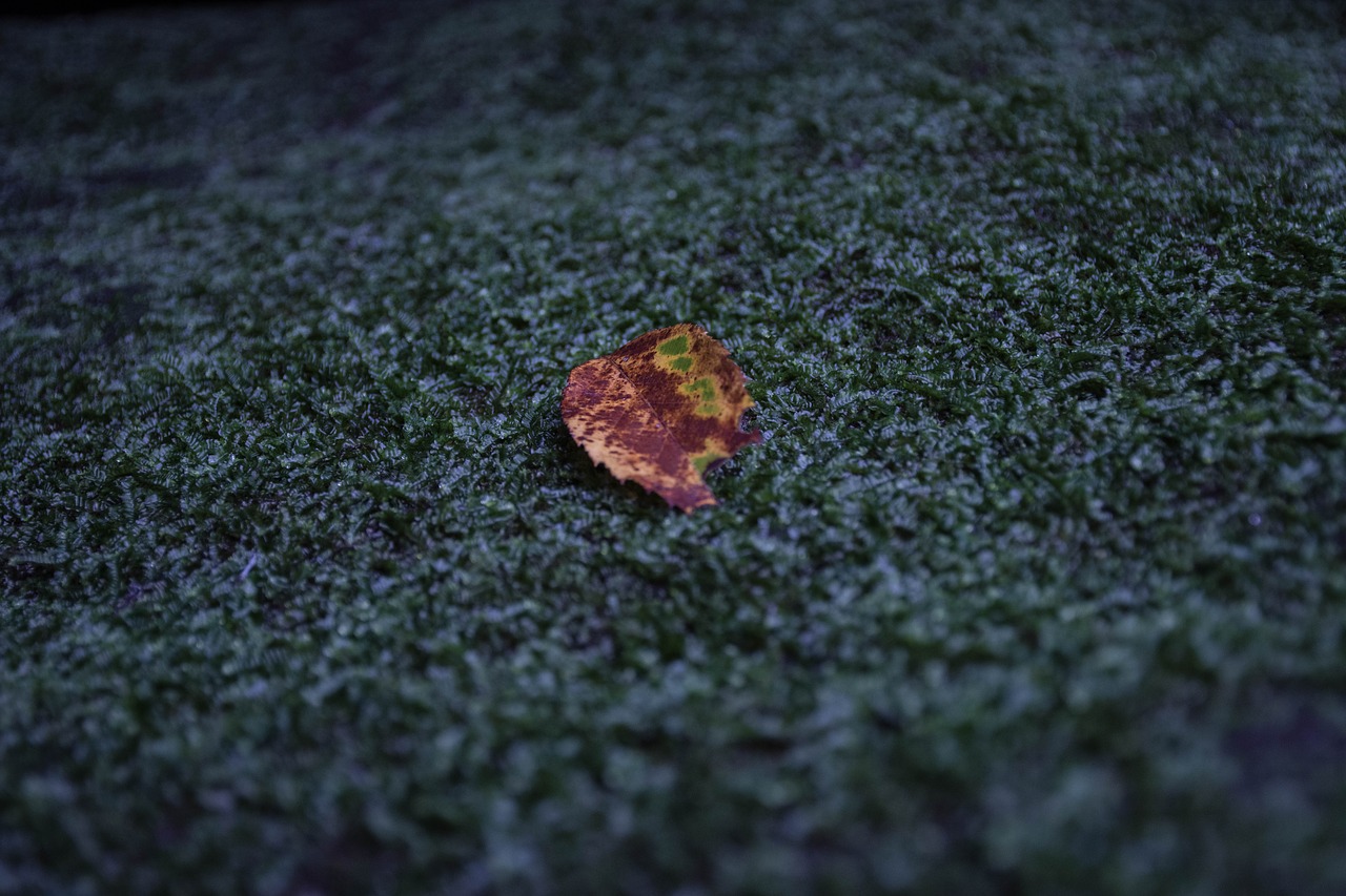 autumn leaves mos outdoor free photo