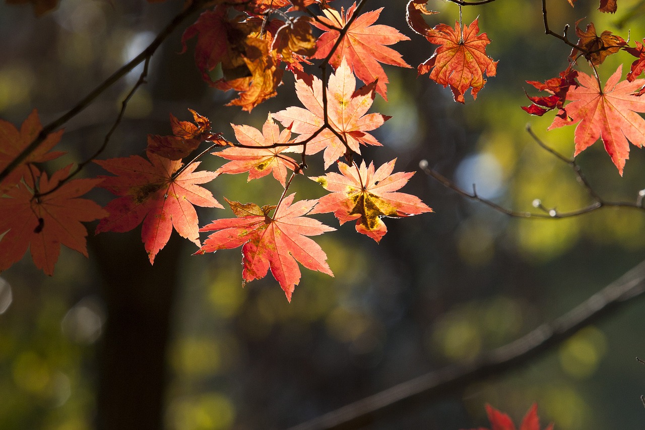 autumn leaves leaves autumn free photo