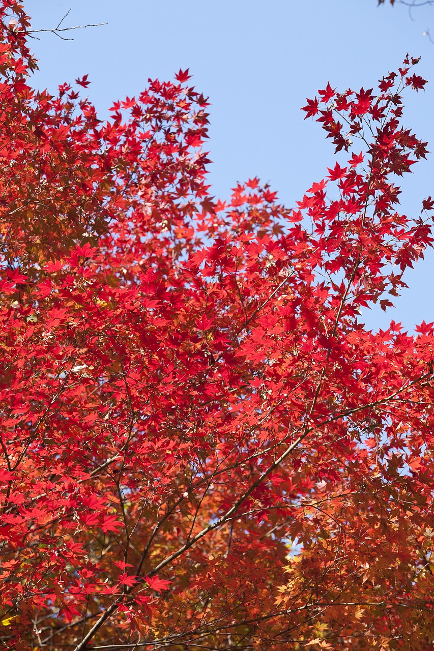 autumn leaves leaves autumn free photo