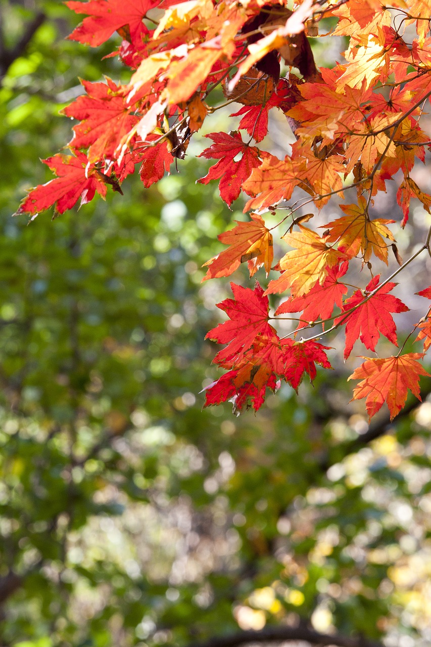 autumn leaves leaves autumn free photo