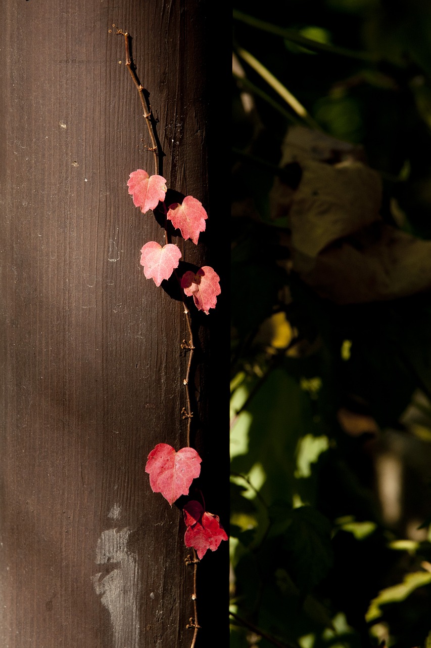 autumn leaves leaves autumn free photo