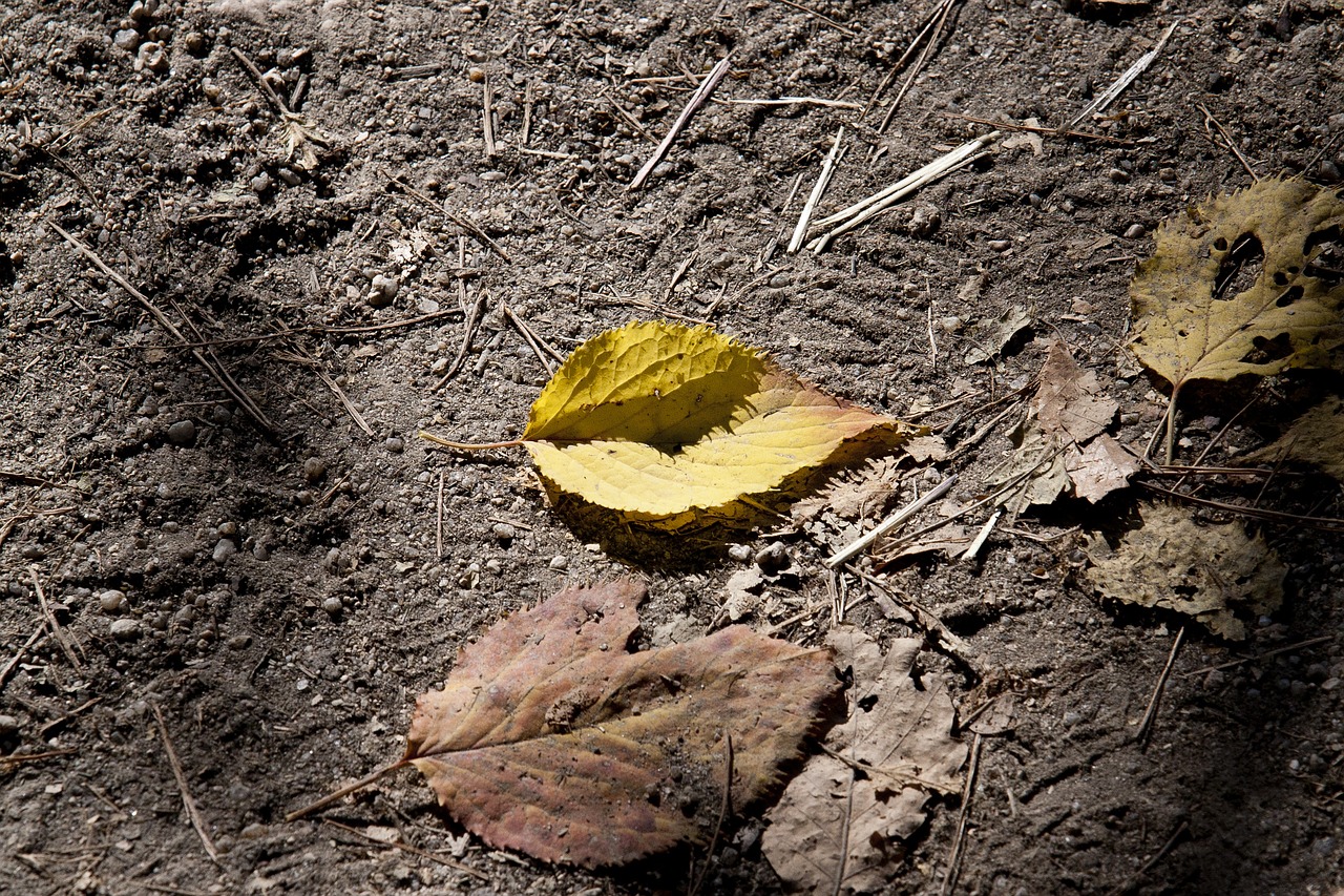 autumn leaves leaves autumn free photo