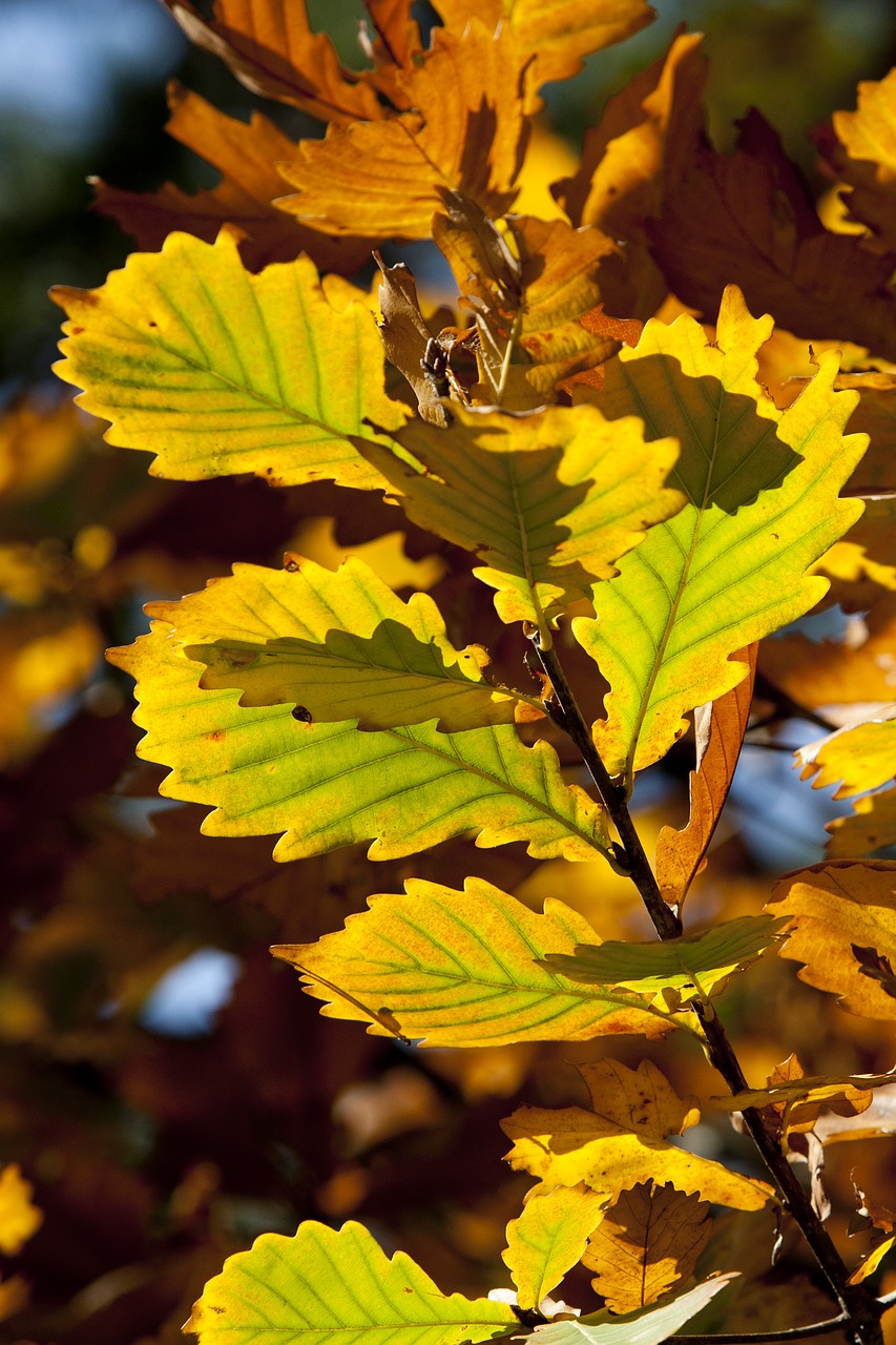 autumn leaves leaves autumn free photo