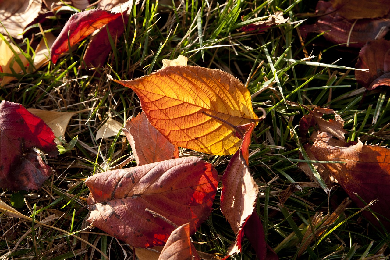 autumn leaves leaves autumn free photo