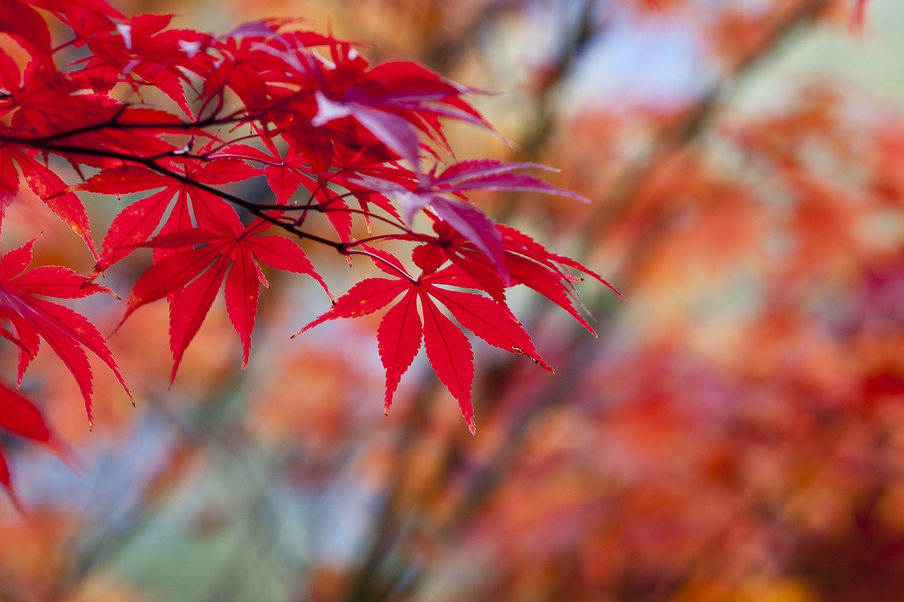 autumn leaves autumn red free photo