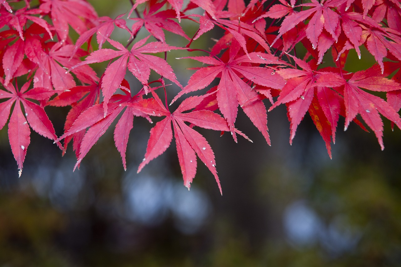 autumn leaves autumn red free photo