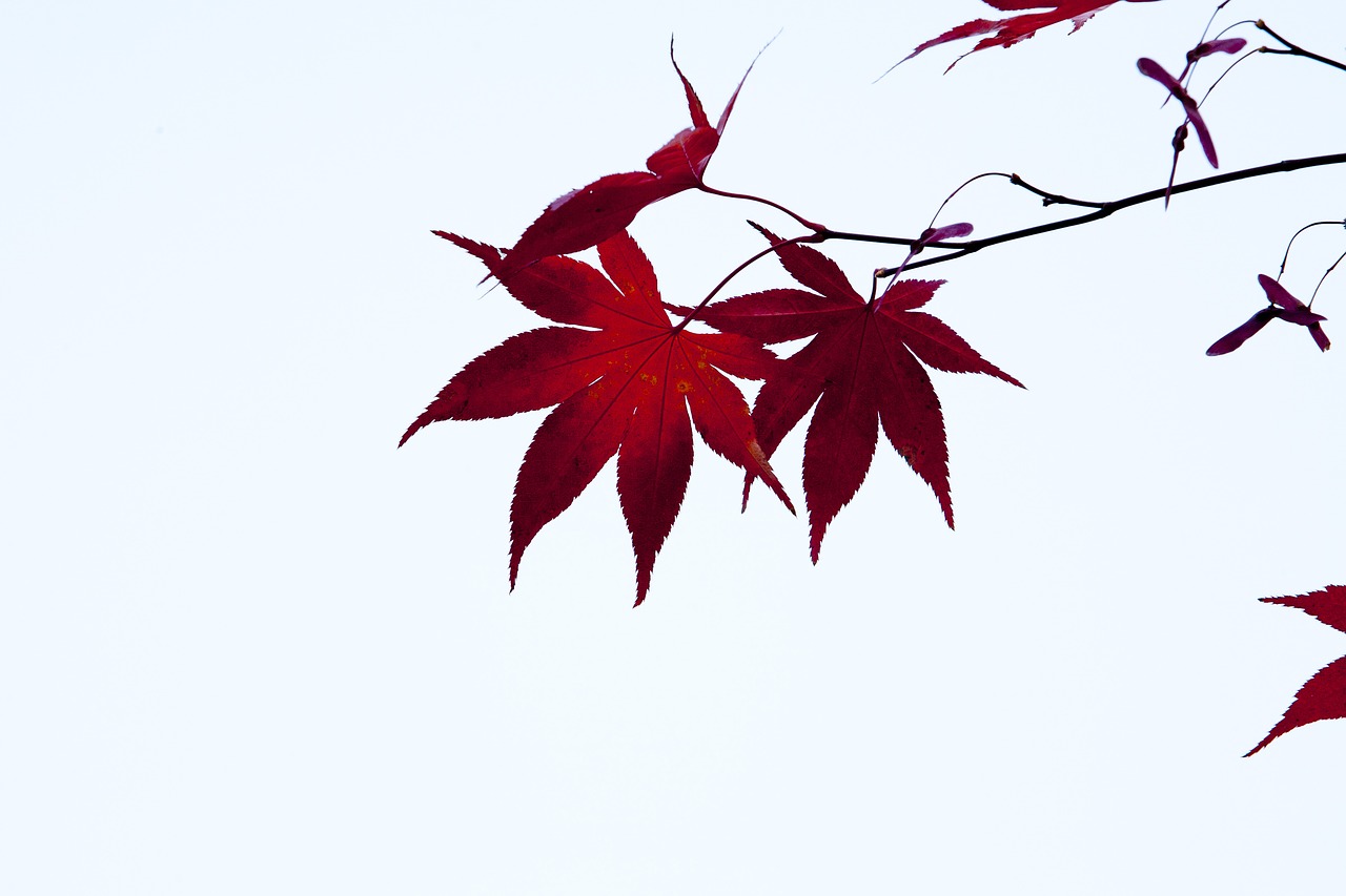 autumn leaves autumn red free photo