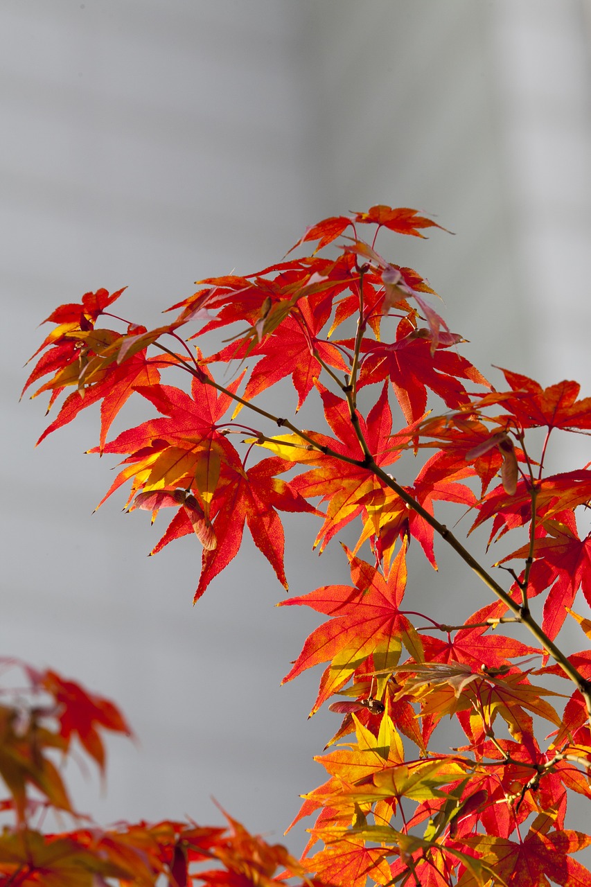 autumn leaves autumn red free photo