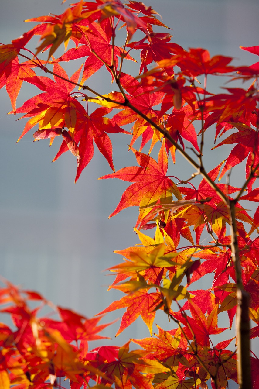 autumn leaves autumn red free photo