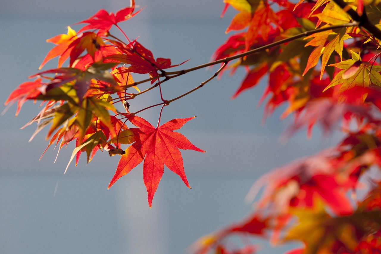 autumn leaves autumn red free photo