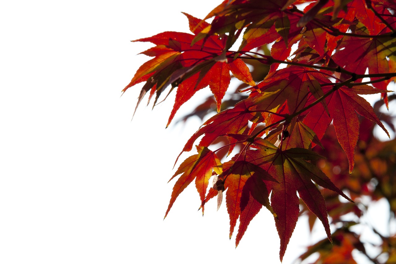 autumn leaves autumn red free photo