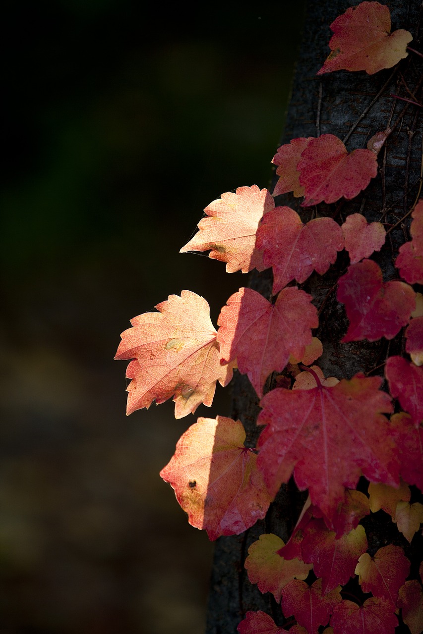 autumn leaves autumn red free photo