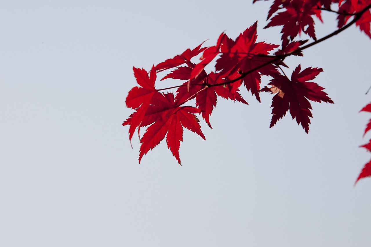 autumn leaves autumn red free photo