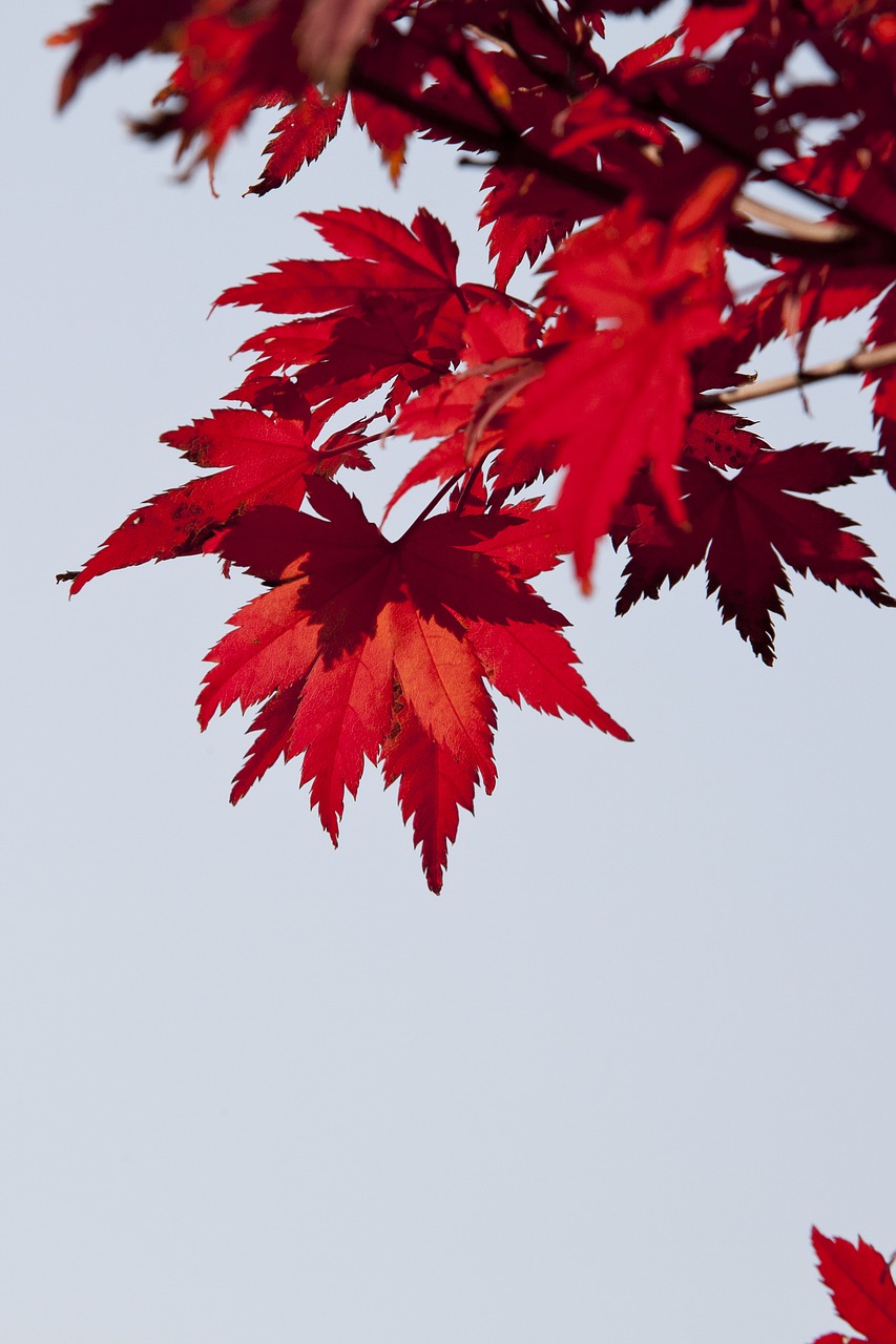 autumn leaves autumn red free photo