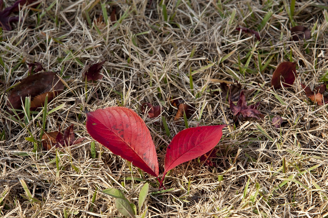 autumn leaves autumn red free photo