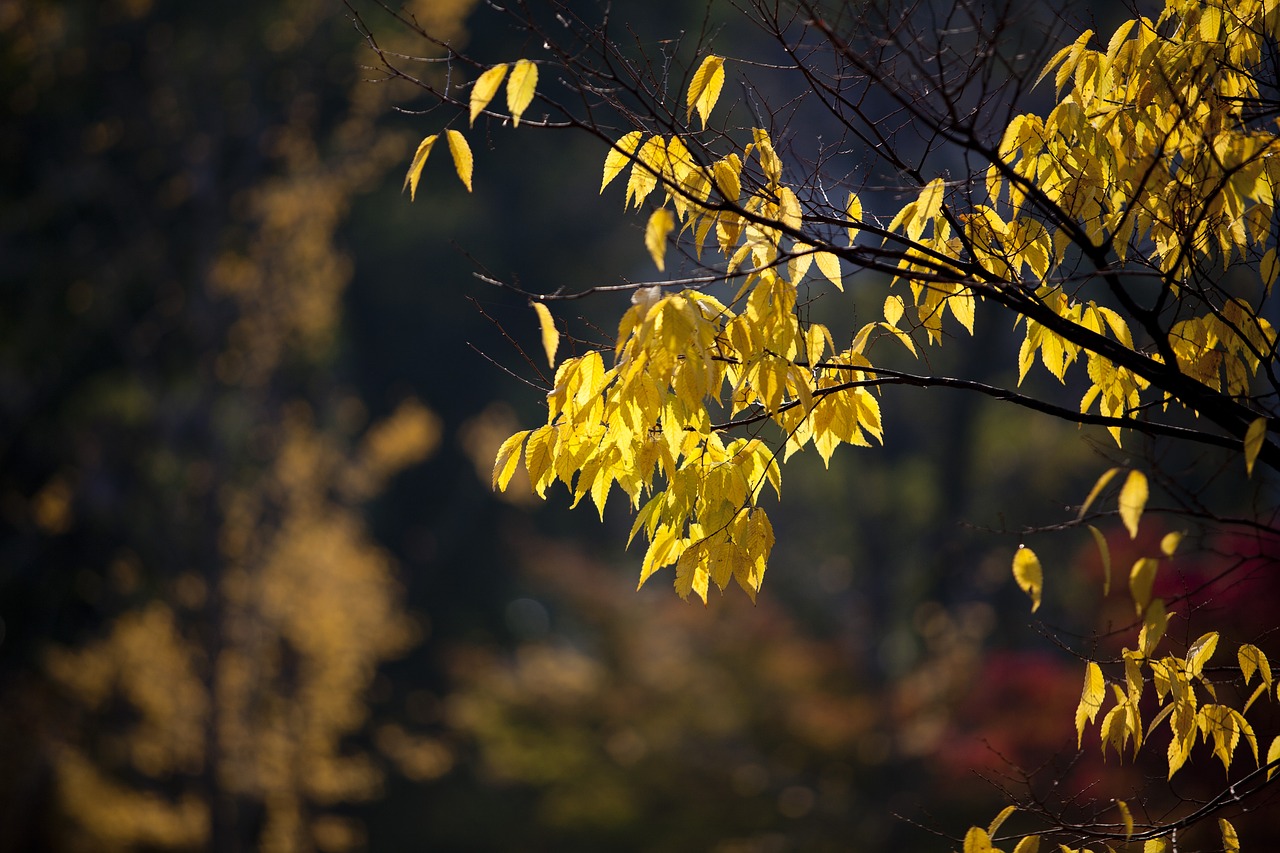 autumn leaves autumn leaves free photo