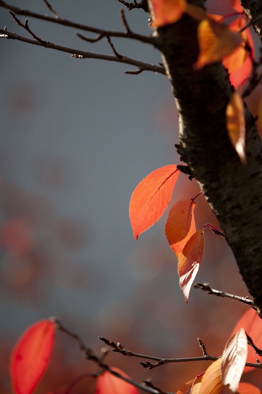 autumn leaves autumn leaves free photo