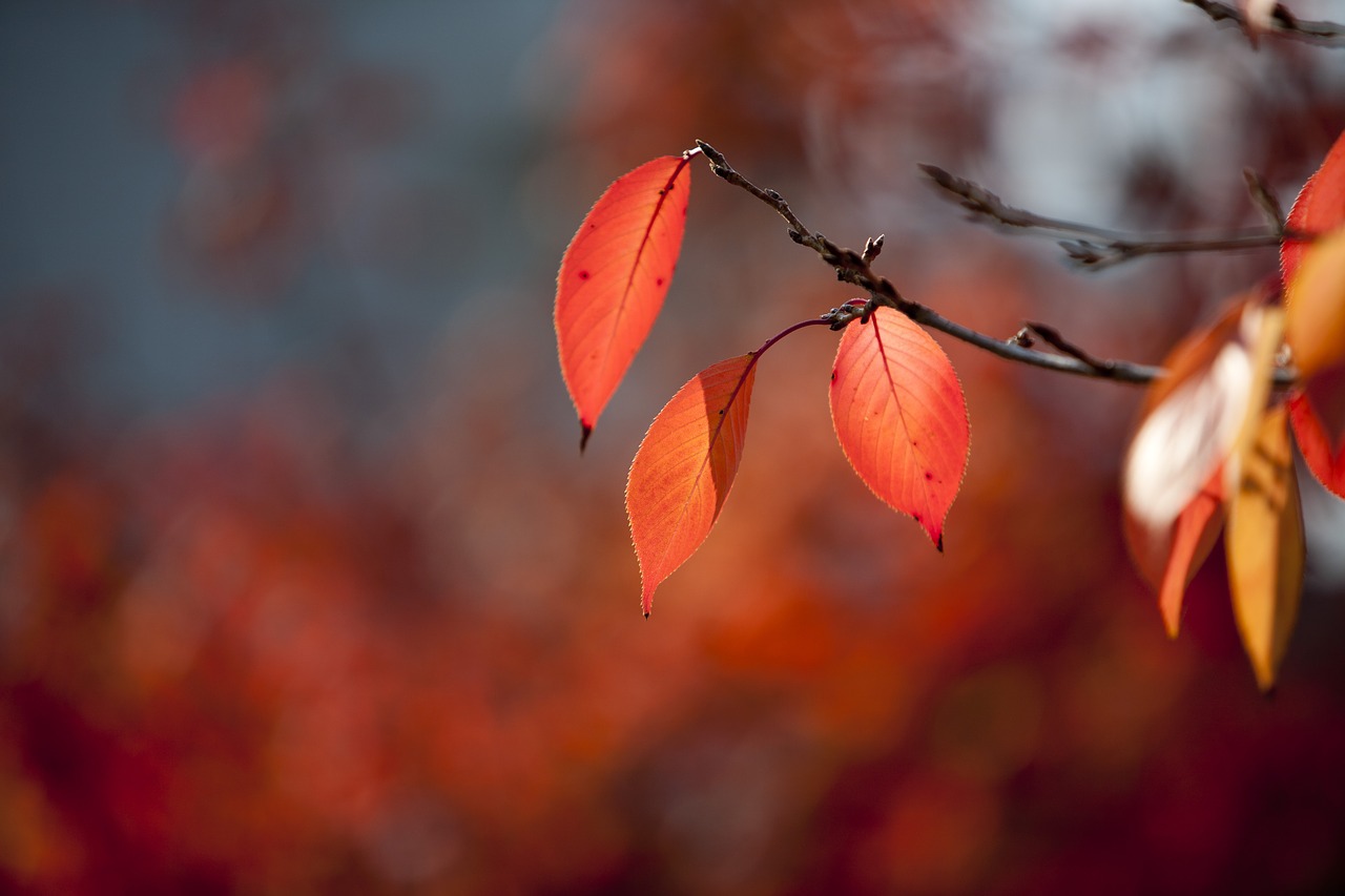 autumn leaves autumn leaves free photo