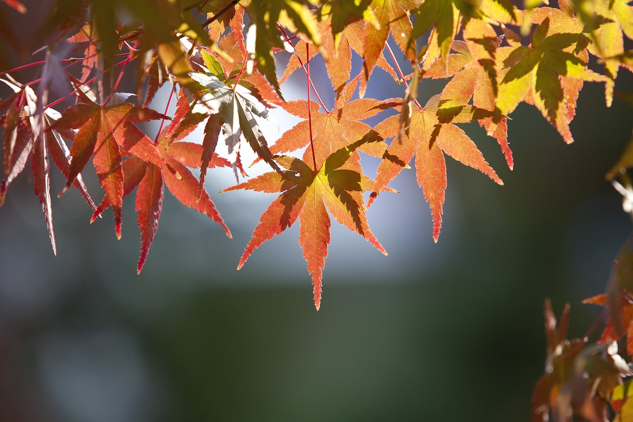 autumn leaves autumn leaves free photo