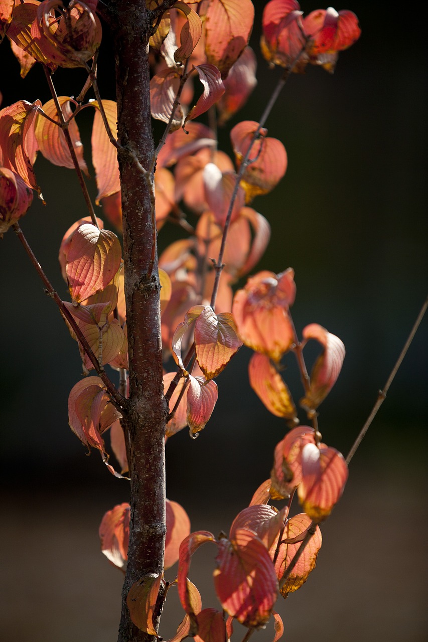 autumn leaves autumn leaves free photo