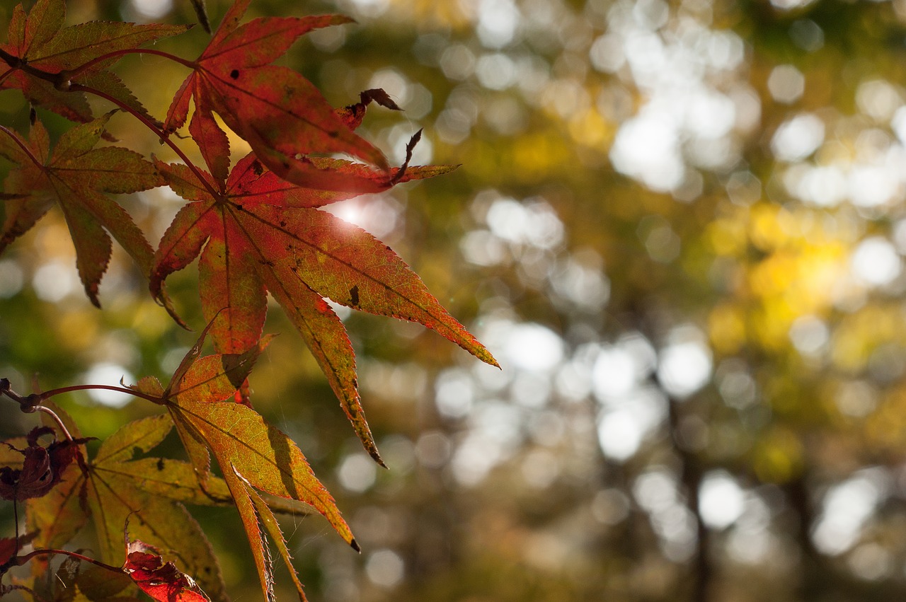 autumn leaves in autumn the leaves free photo