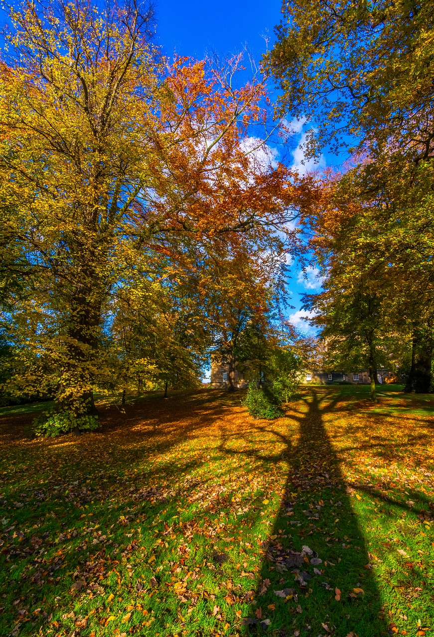 autumn leaves yorkshire shadow free photo