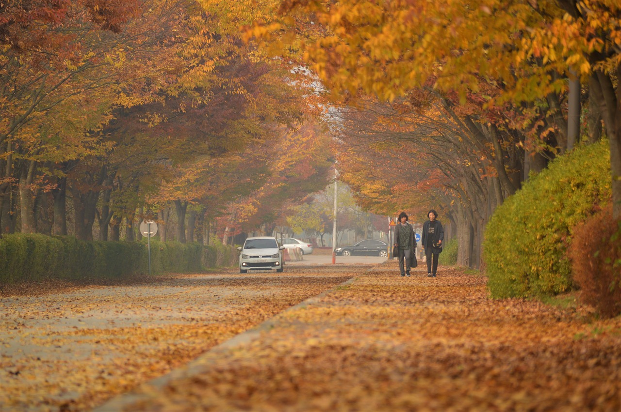 autumn leaves autumn leaves free photo