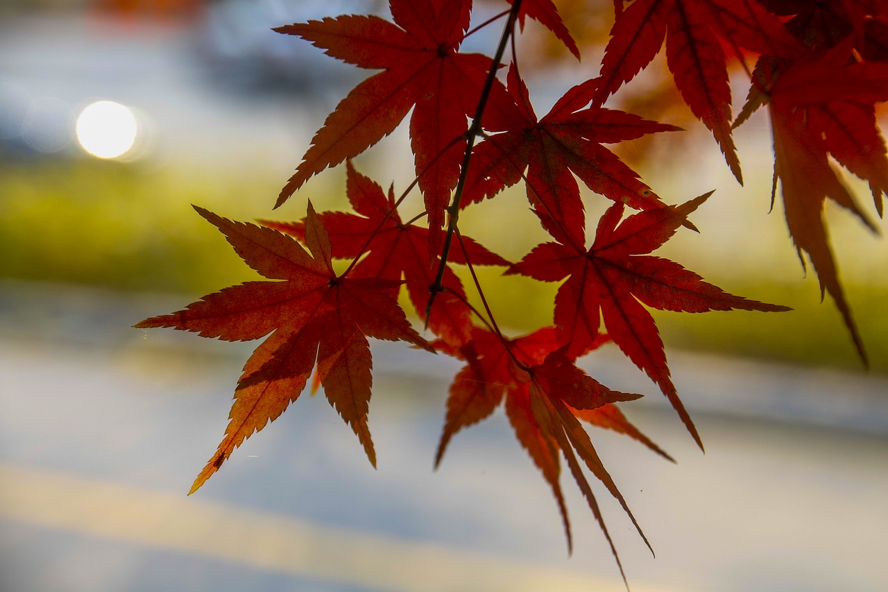 autumn leaves autumn leaves free photo