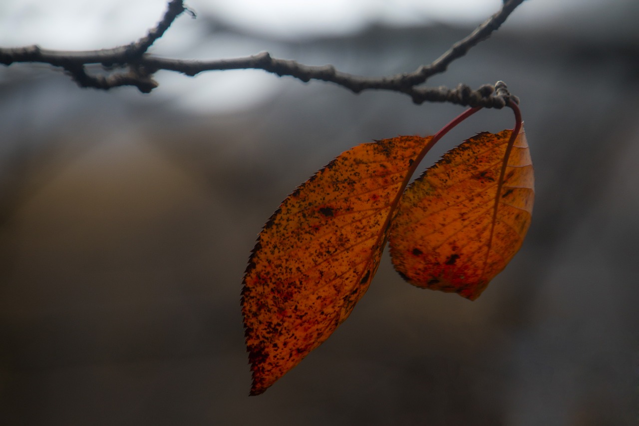 autumn leaves autumn leaves free photo