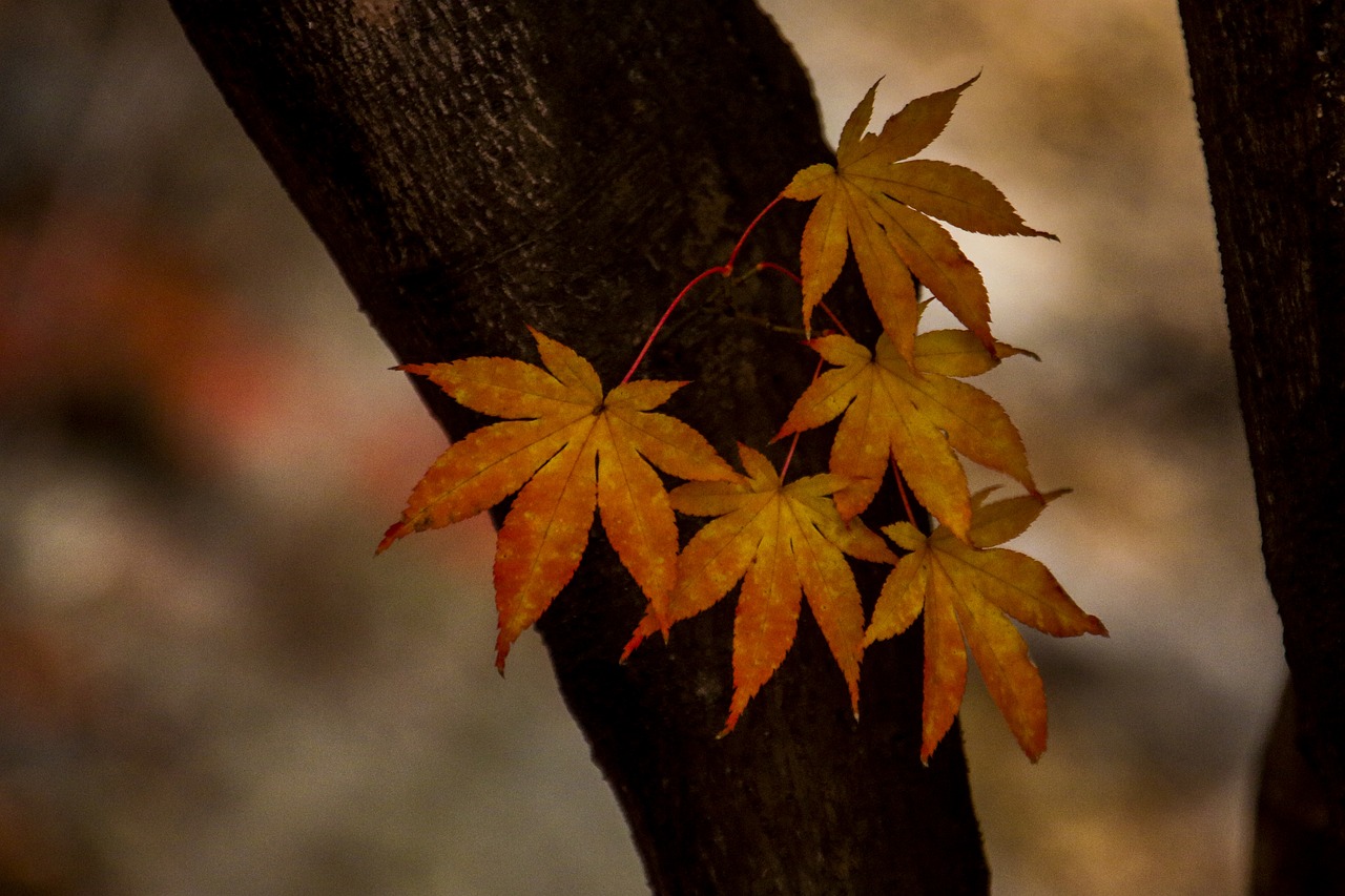 autumn leaves autumn leaves free photo