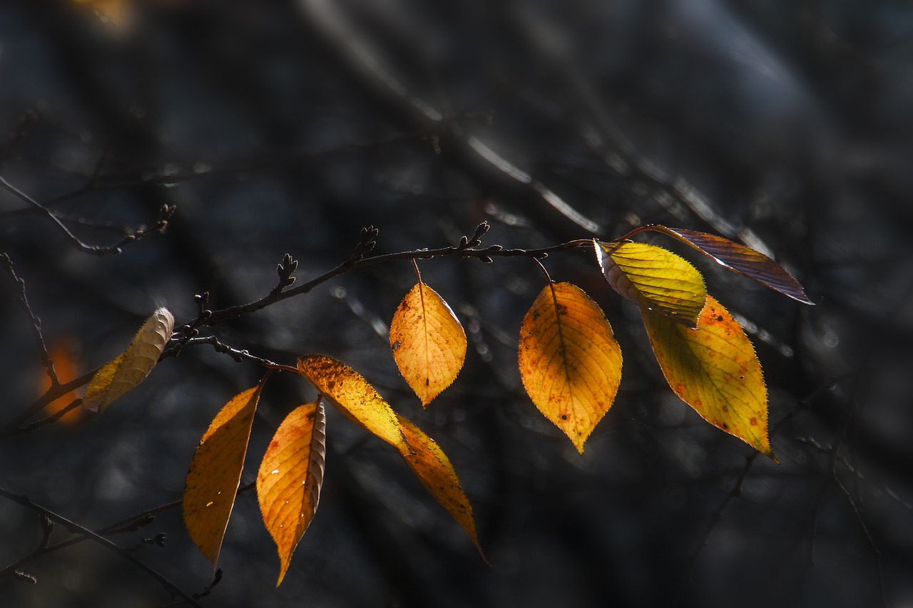 autumn leaves autumn leaves free photo