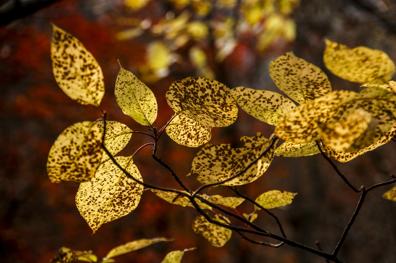 autumn leaves autumn leaves free photo