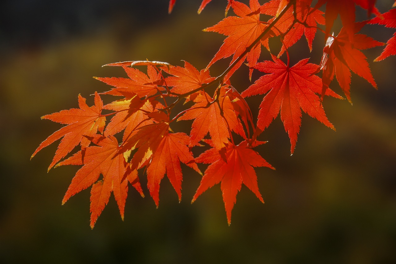 autumn leaves autumn leaves free photo