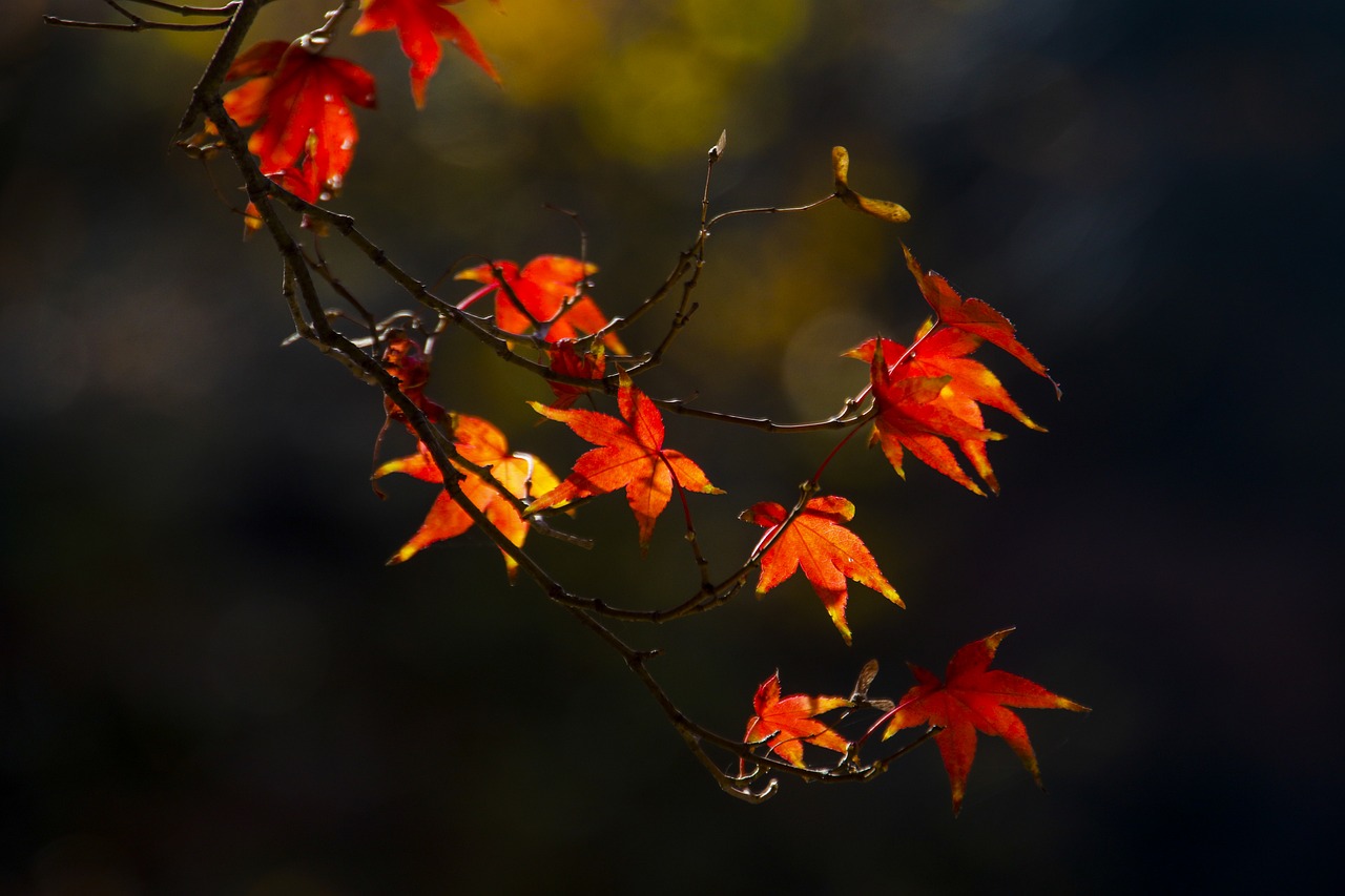 autumn leaves autumn leaves free photo