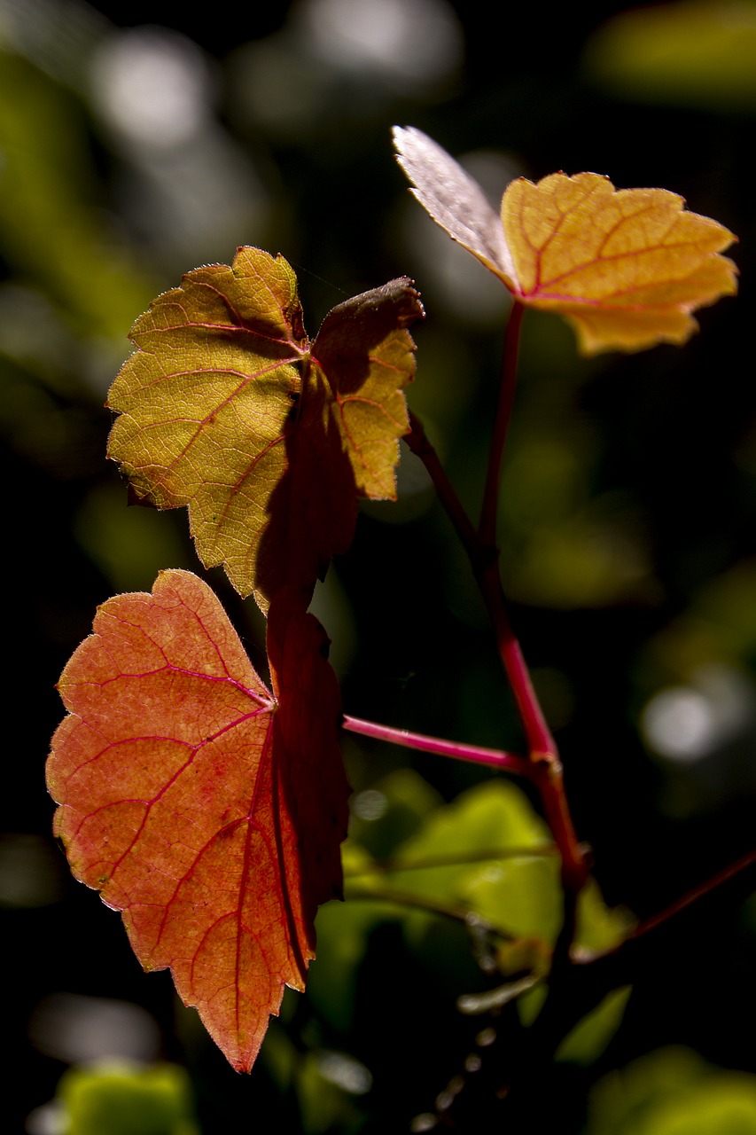 autumn leaves autumn leaves free photo