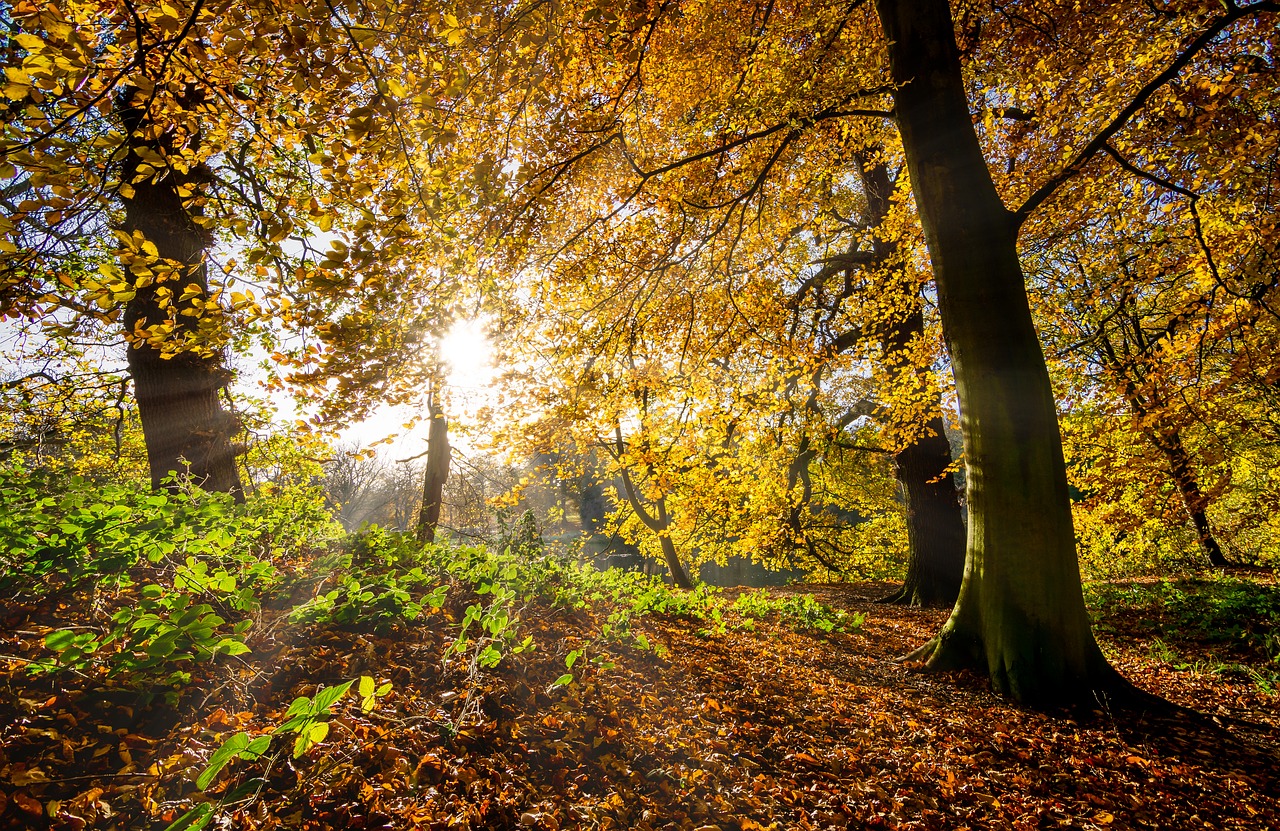 autumn leaves fall leaves sunrays free photo