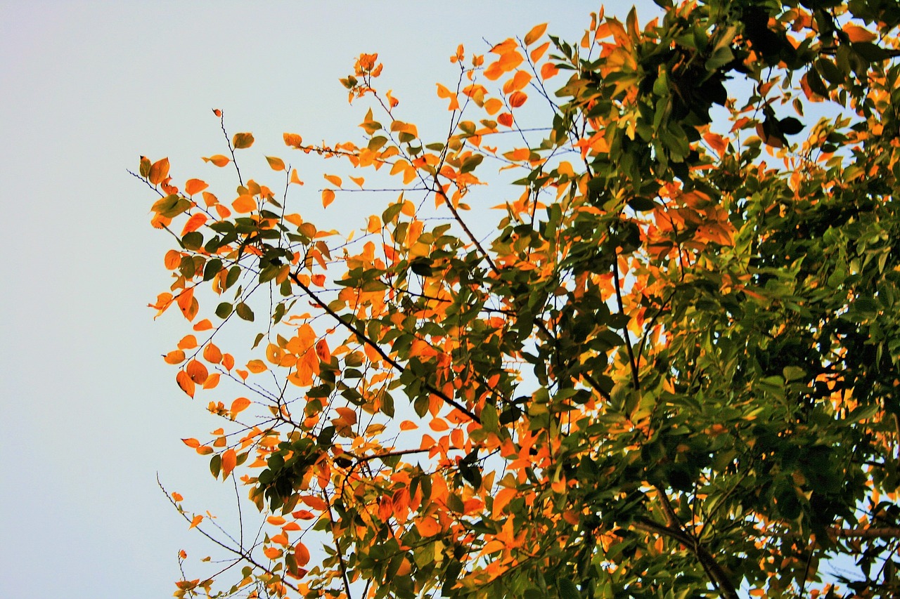 autumn leaves tree leaves free photo