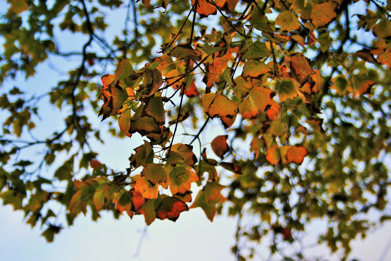 autumn leaves leaves foliage free photo