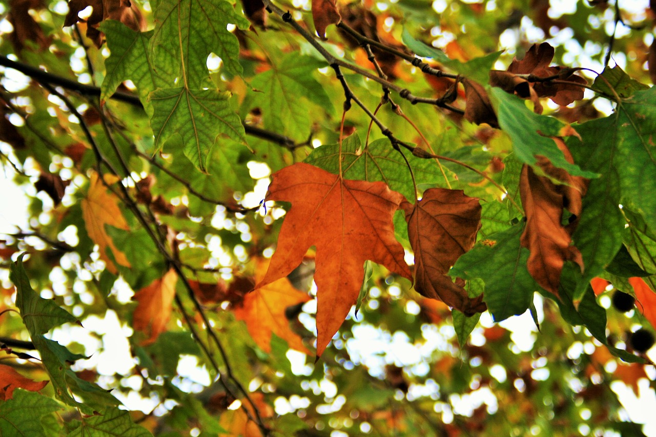 autumn leaves leaves foliage free photo