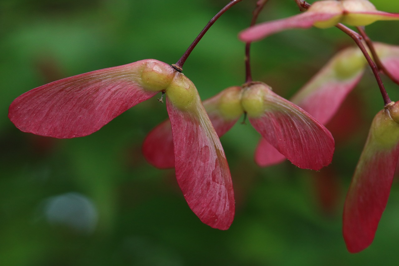 autumn leaves  seeds  maple free photo