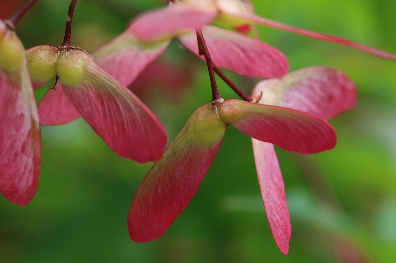 autumn leaves  seeds  maple free photo