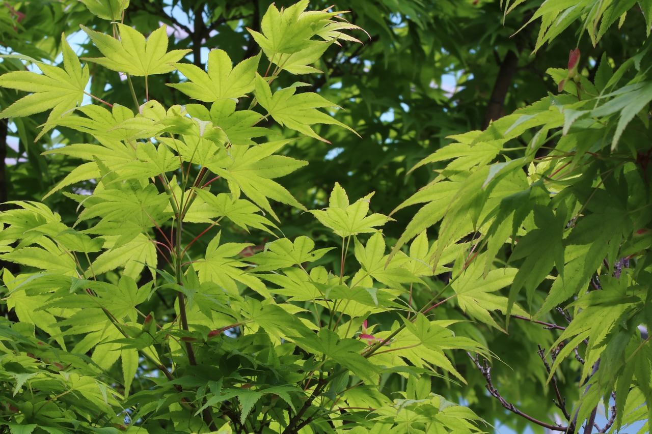 autumn leaves  blue  bud free photo