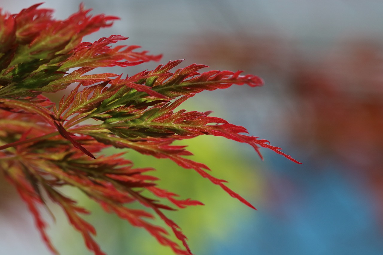 autumn leaves  weeping maple  bud free photo