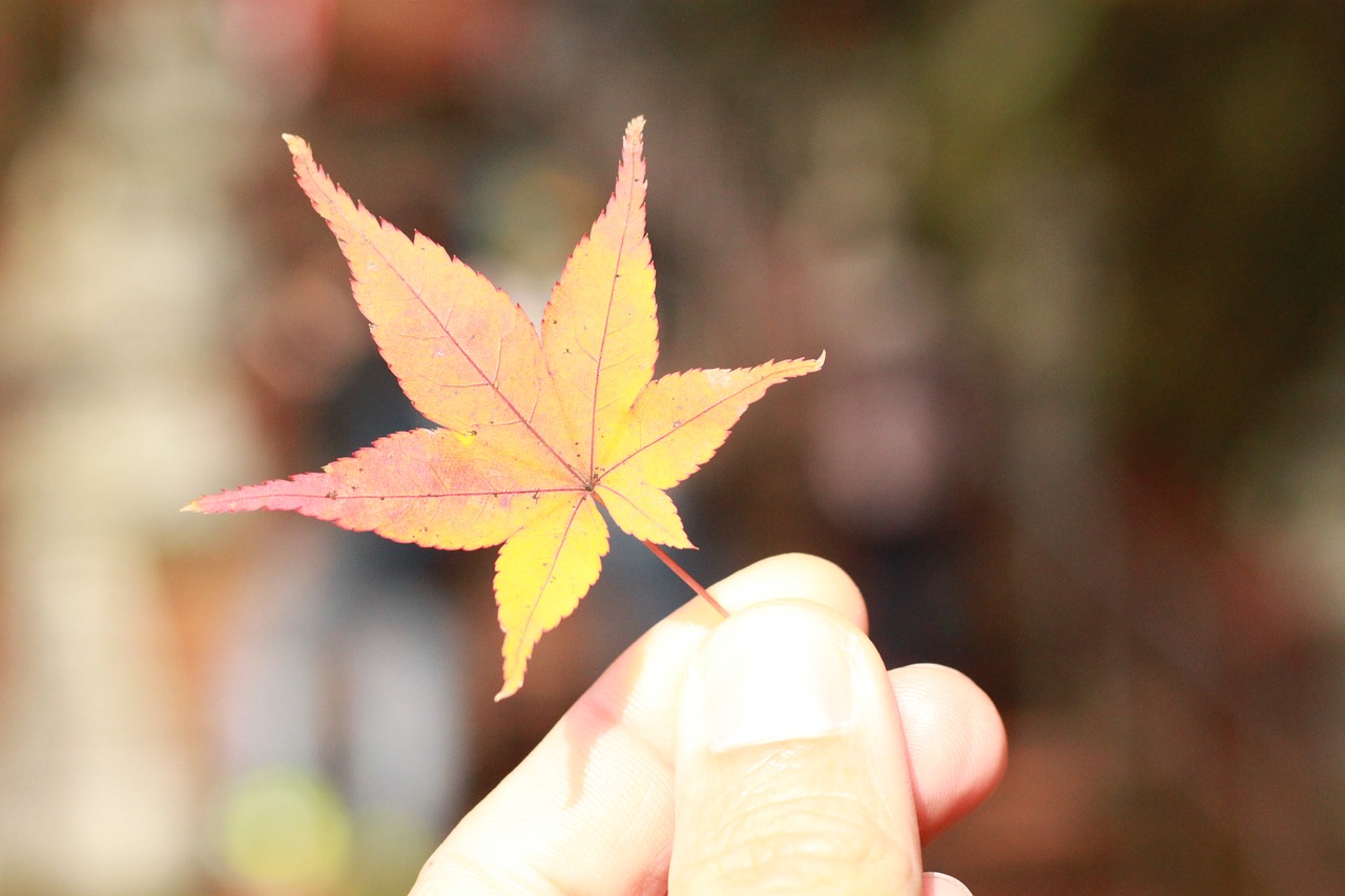 autumn leaves  red leaf  autumn free photo