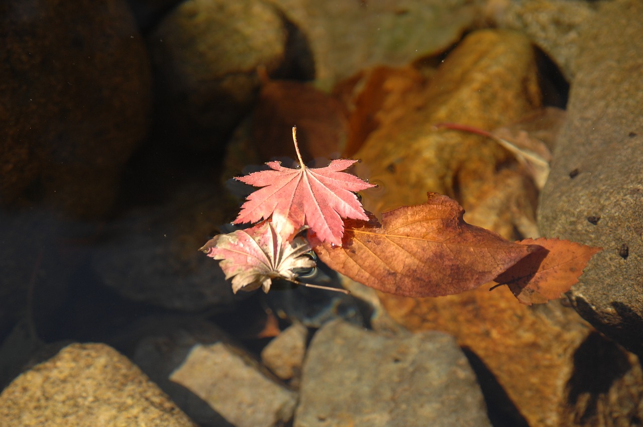 autumn leaves  clear water  valley free photo