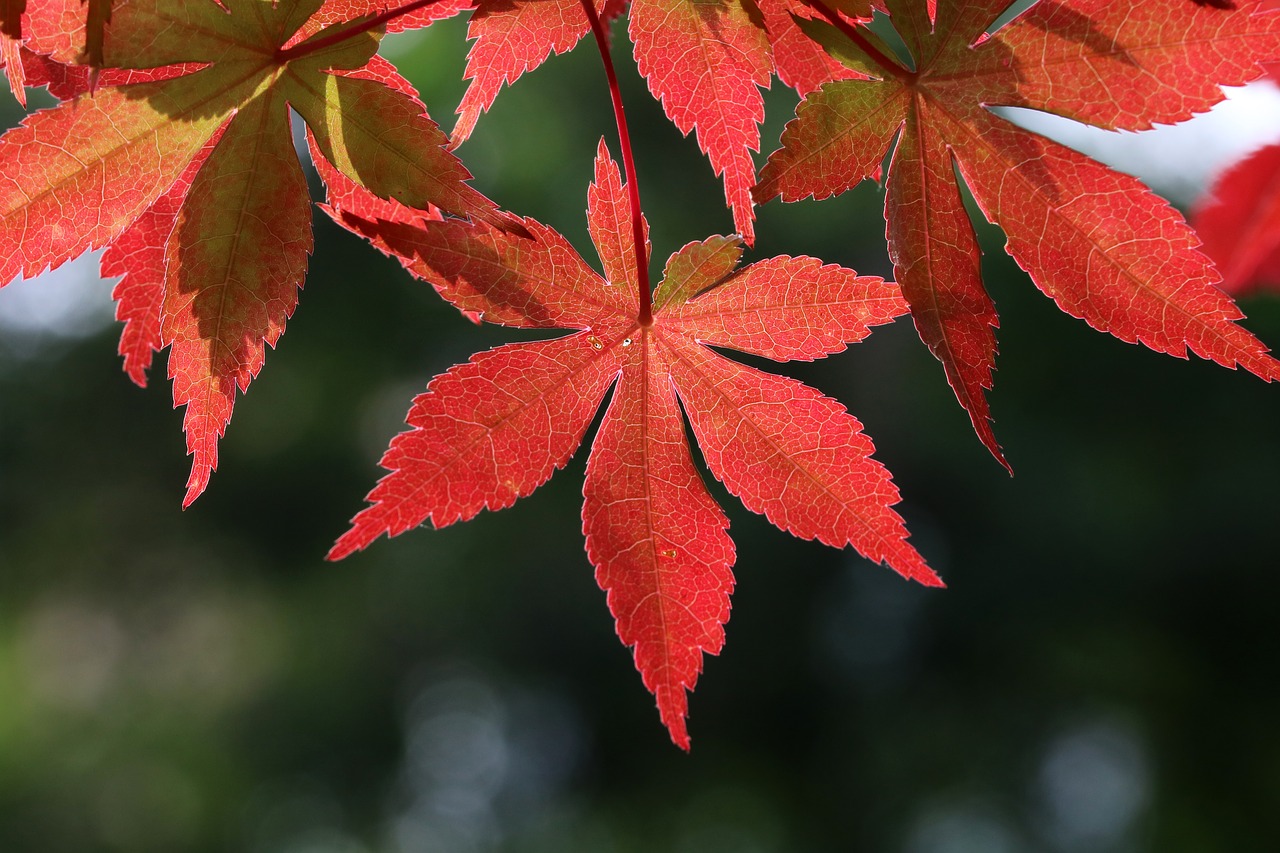 autumn leaves  autumn  nature free photo