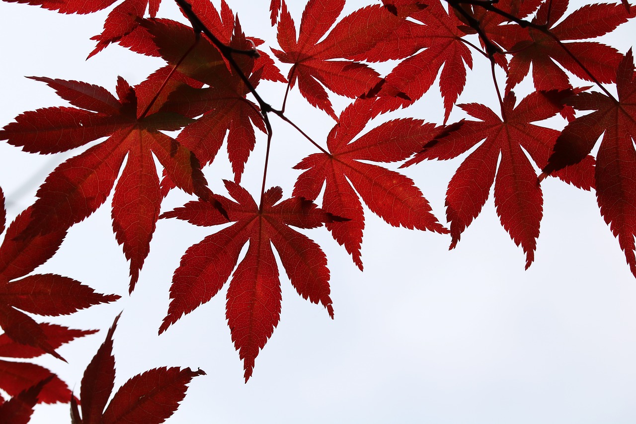 autumn leaves  maple  the leaves free photo